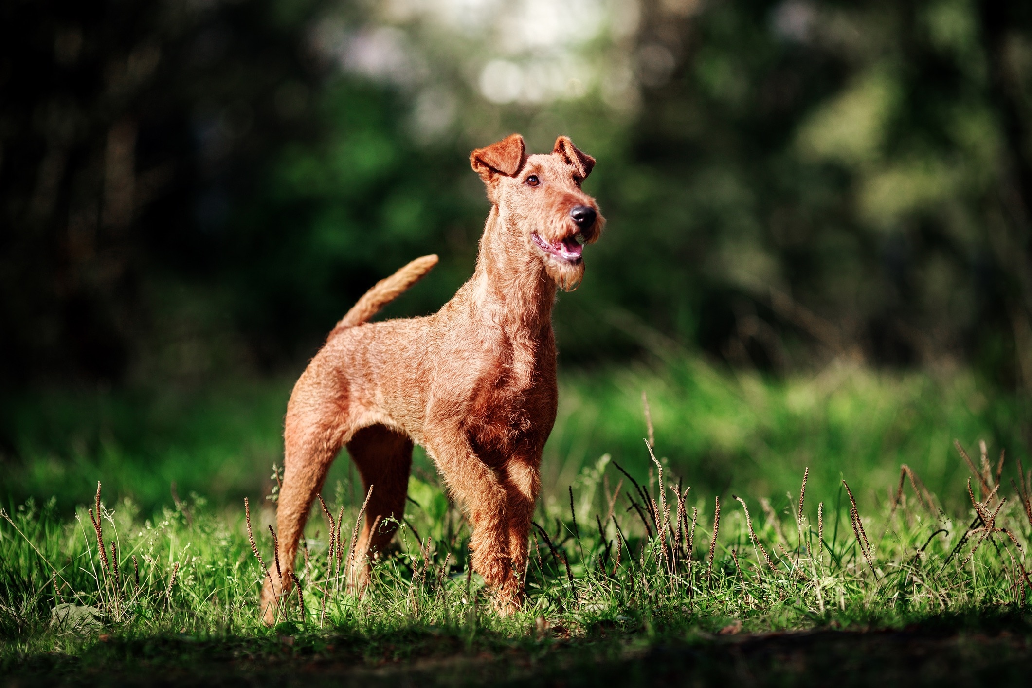 red irish terrier walking through green forest