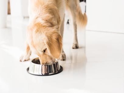 golden retriever eating from a silver metal dog bowl