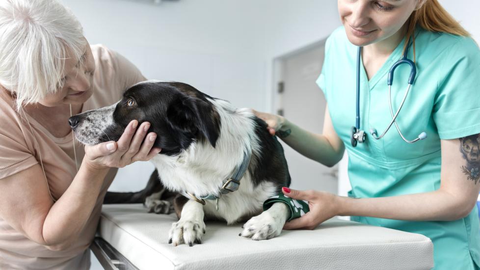 woman-holding-dog-during-vet-exam