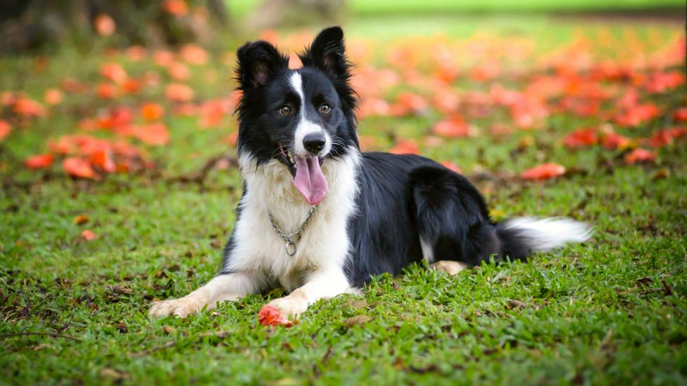 border-collie-laying-in-grass