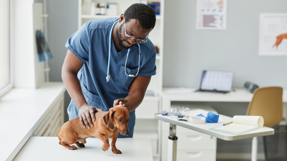 vet-standing-over-small-dog-examining-spine