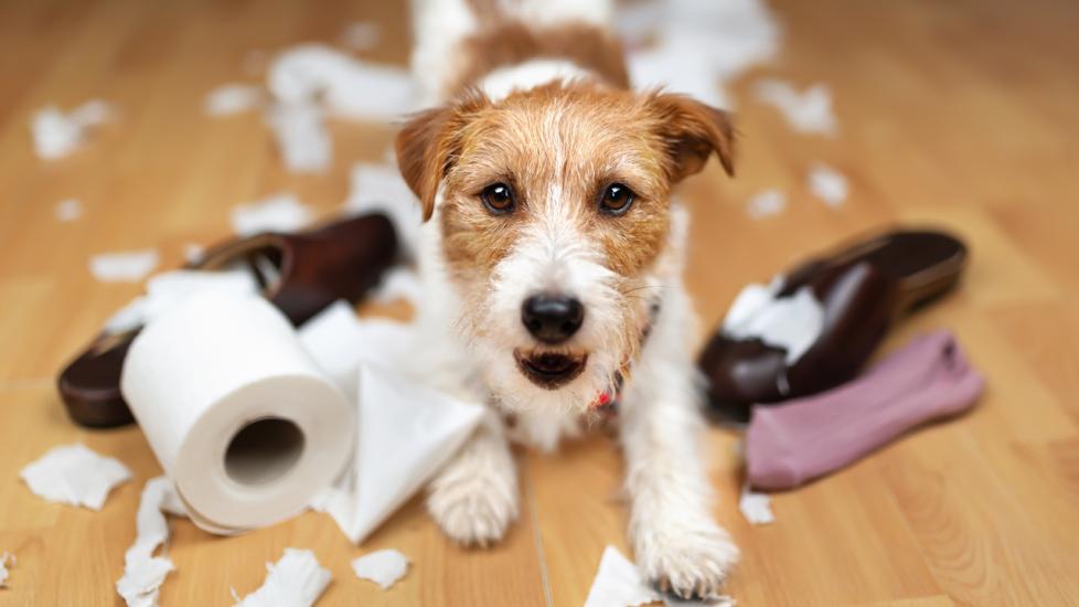 terrier-chewing-on-shoes-and-toliet-paper