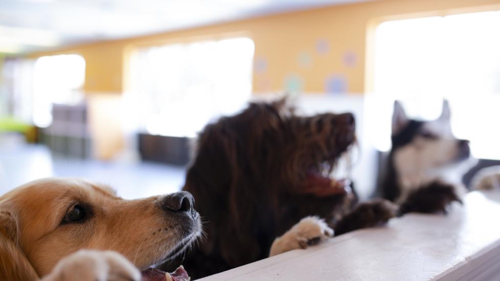 dogs-with-paws-on-daycare-counter-peering-over