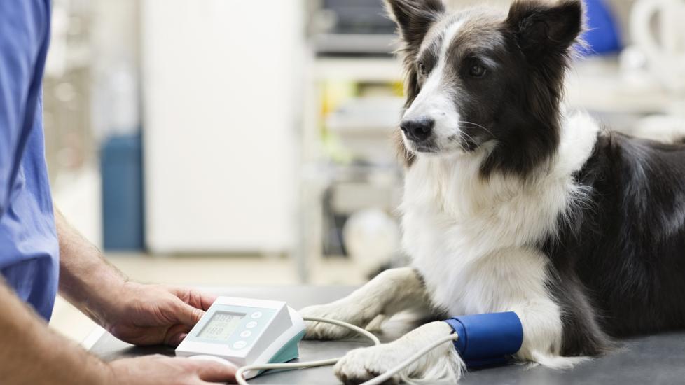 veterinarian-taking-blood-pressure-of-dog