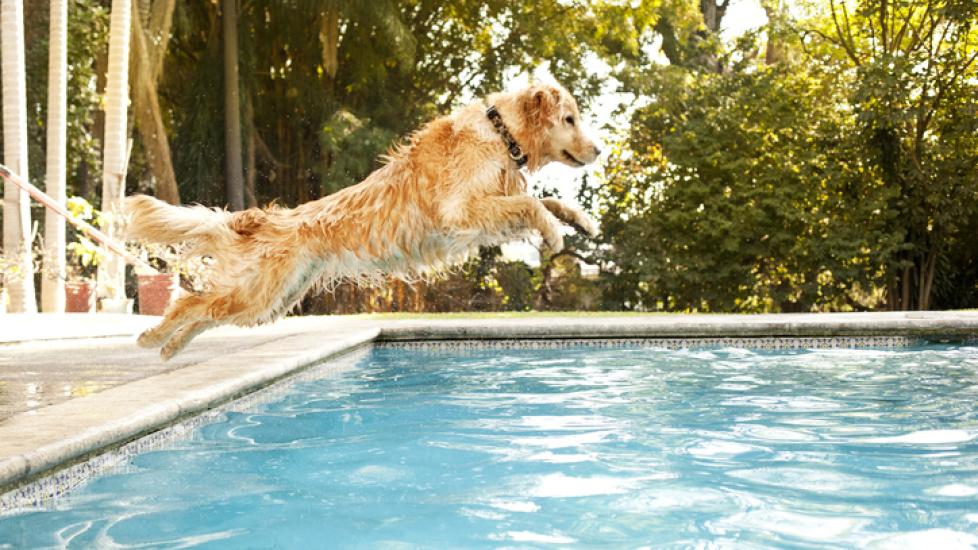 dog-jumping-into-pool