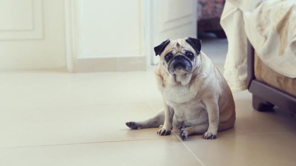 plump-pug-sitting-on-floor