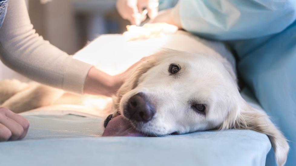 lab-laying-on-vet-table