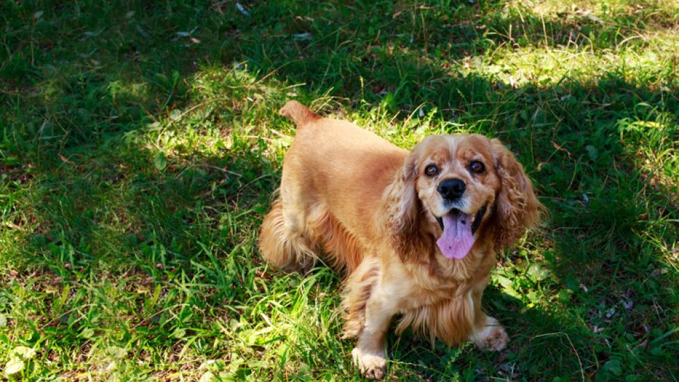 cocker-spaniel-standing-in-grass