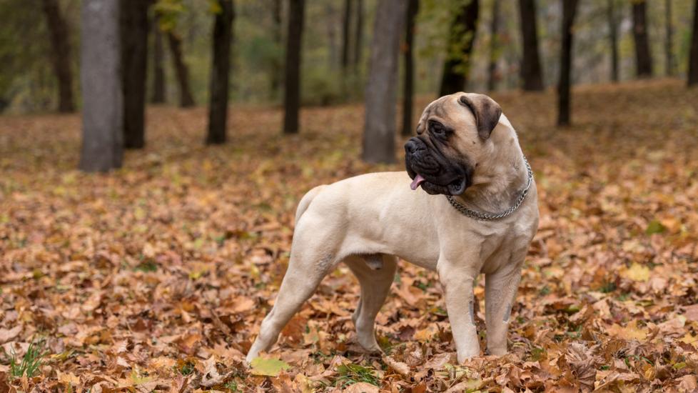 bulmastiff-standing-in-pile-of-leaves-in-woods