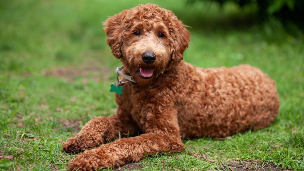 chocolate labradoodle lying in grass