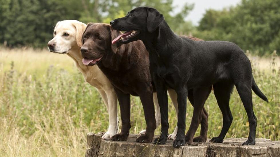 three-labrador-retrievers-standing-on-dock