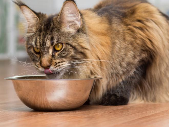 brown maine coon cat eating from a metal bowl