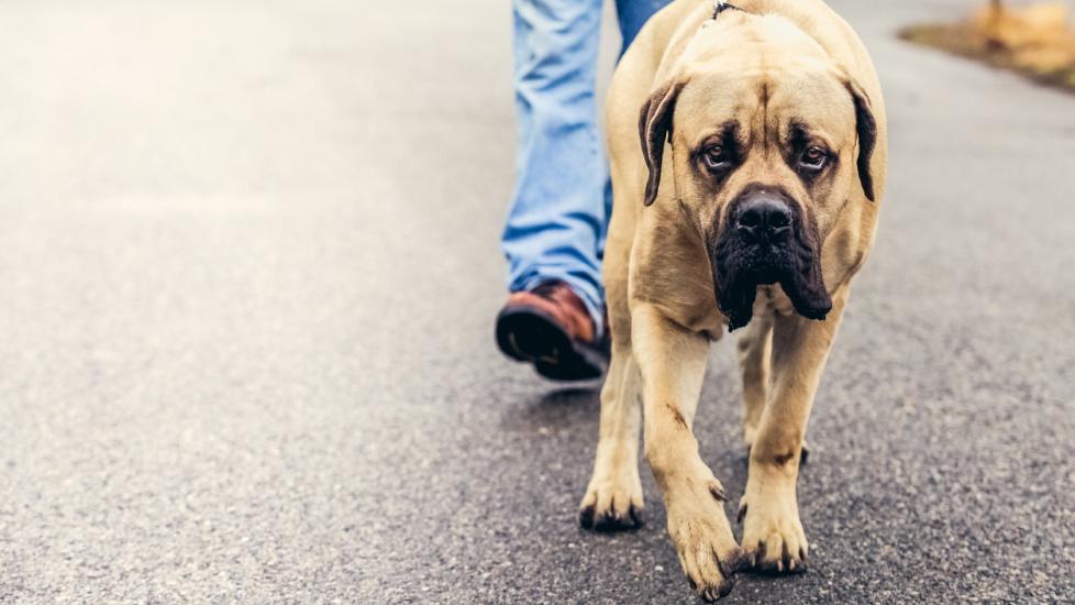 english mastiff dog on a walk