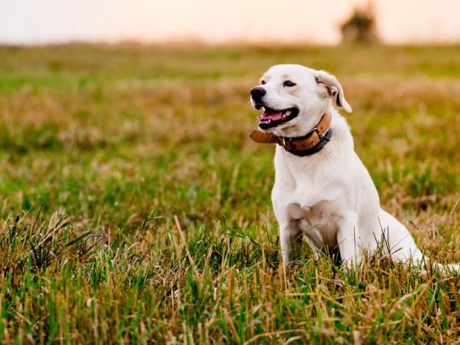 white dog sitting in field