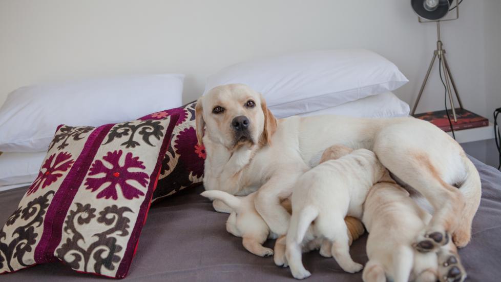 Mother Labrador Retriever feeds her puppies