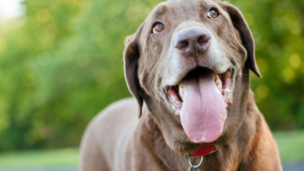 Mouth Cancer (Amelobastoma) in Dogs