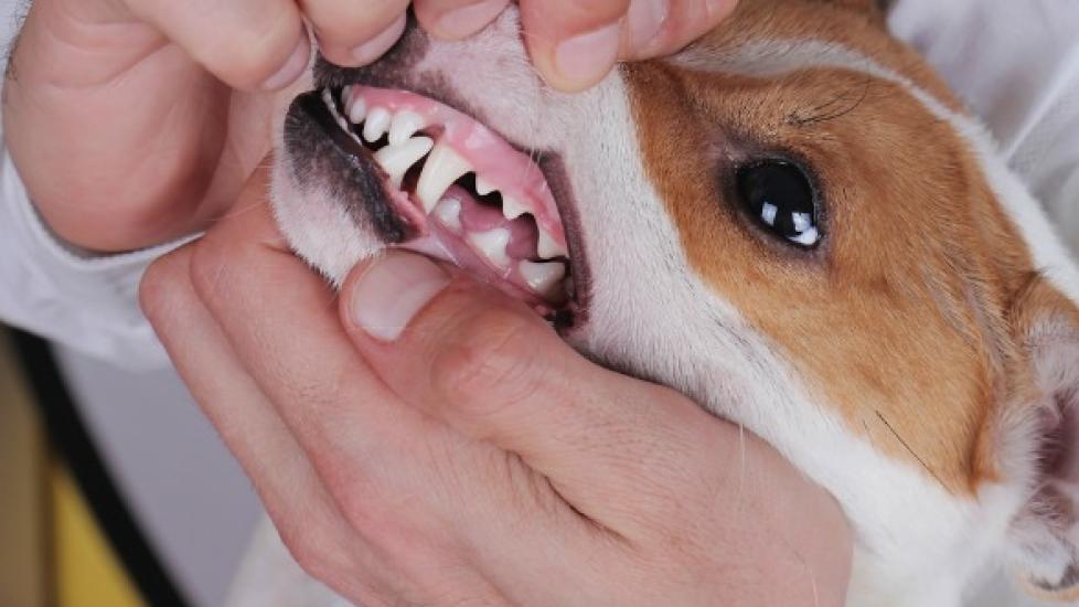 Mouth Inflammation and Ulcers (Chronic) in Dogs