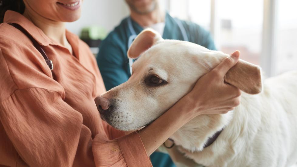 yellow labrador retriever being pet at the vet