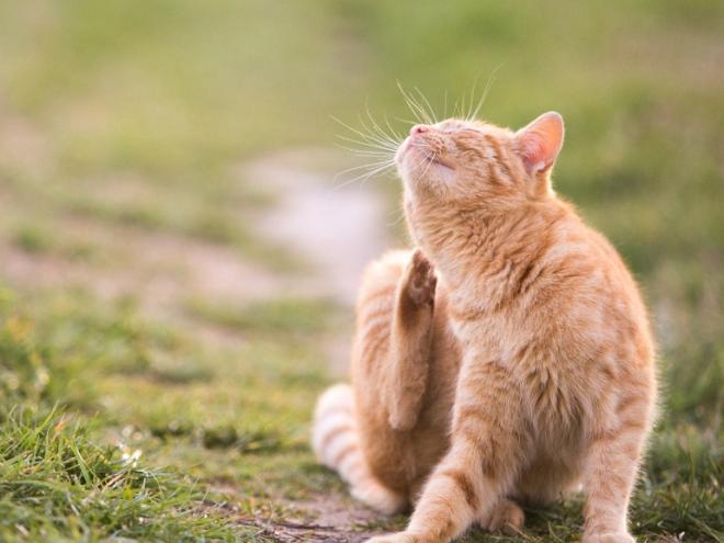 orange tabby cat scratching himself outside
