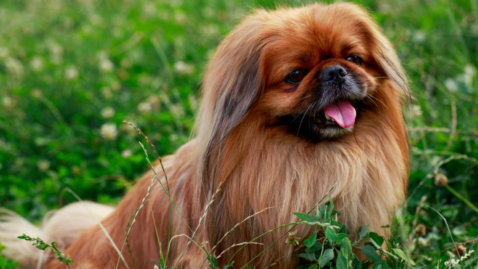 red pekingese dog sitting in green grass