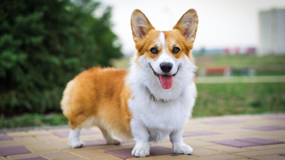 pembroke welsh corgi standing and smiling