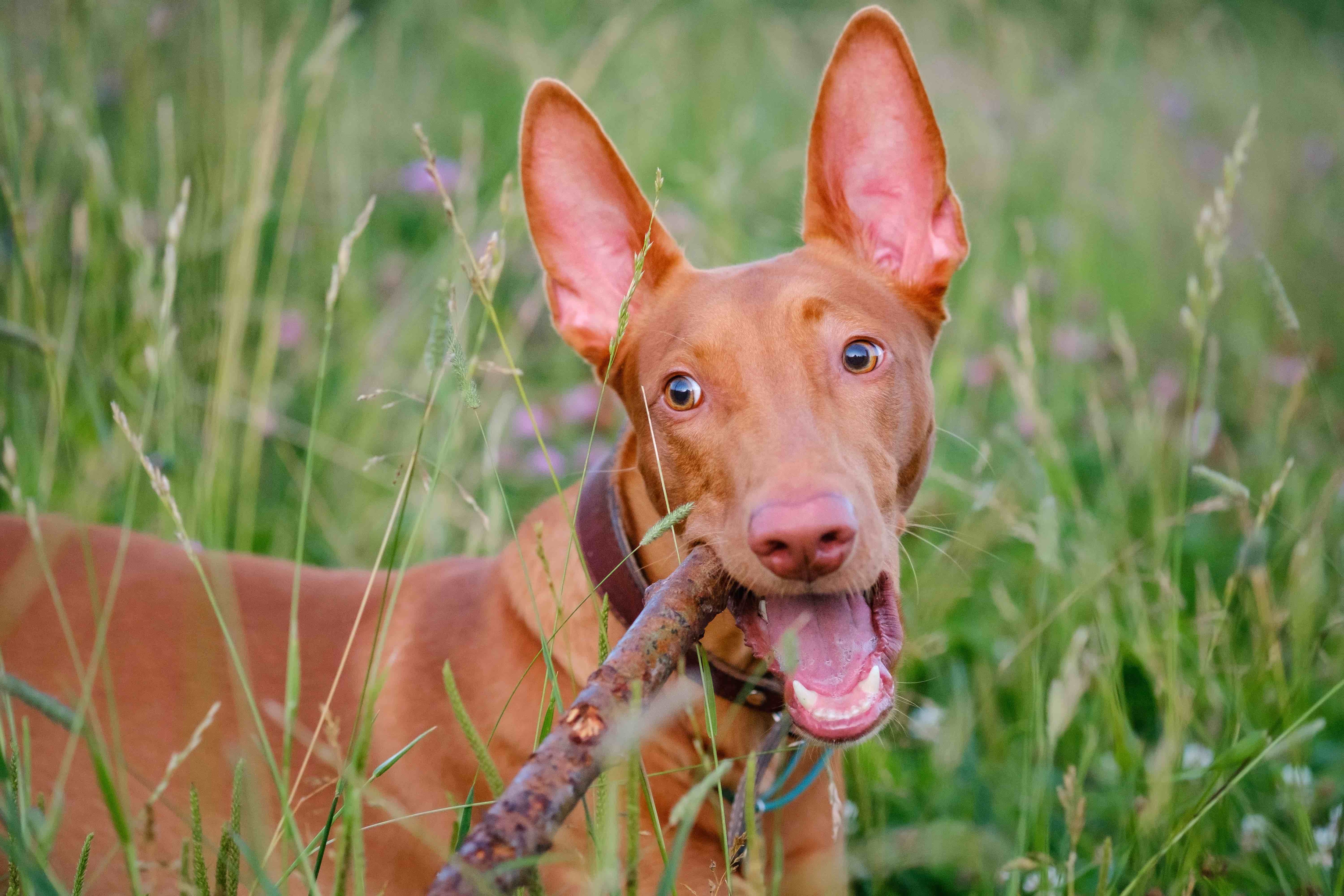 close-up of a red pharaoh hound chewing on a stick