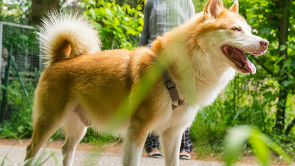 Icelandic Sheepdog