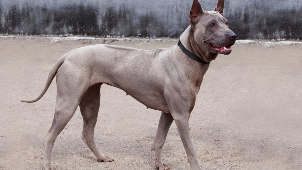 Thai Ridgeback