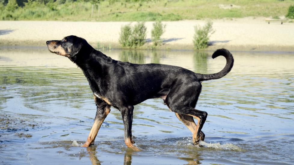 Transylvanian Hound