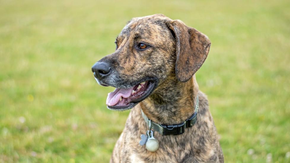 portrait of a brindle plott hound sitting in a field