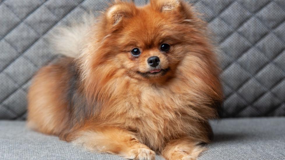 pomeranian-sitting-on-grey-couch