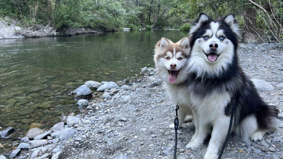 a black and white pomsky sitting next to a brown and white pomsky outside looking at the camera