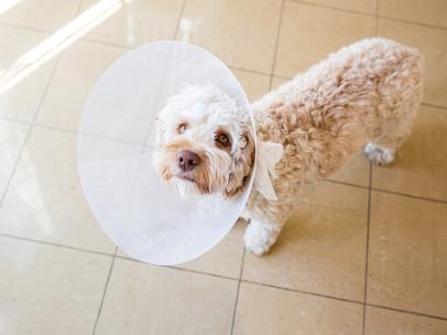 fluffy-dog-standing-with-recovery-cone