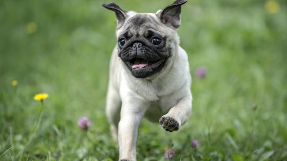 Happy Pug Dog Running on the Grass. Mouth Open.