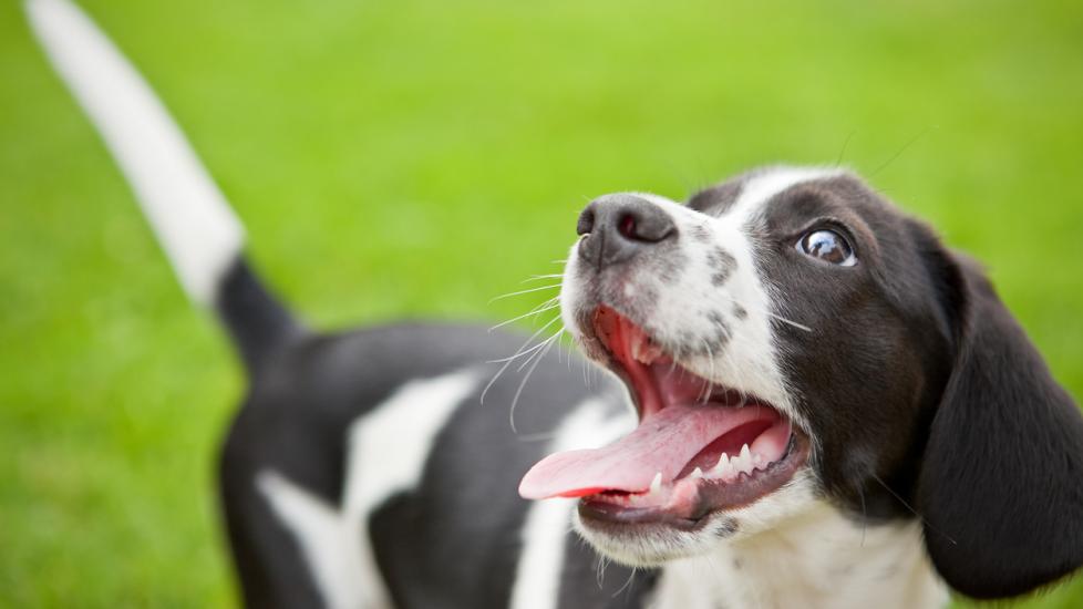 An adorable beagle/border collie mix puppy with his mouth wide open.