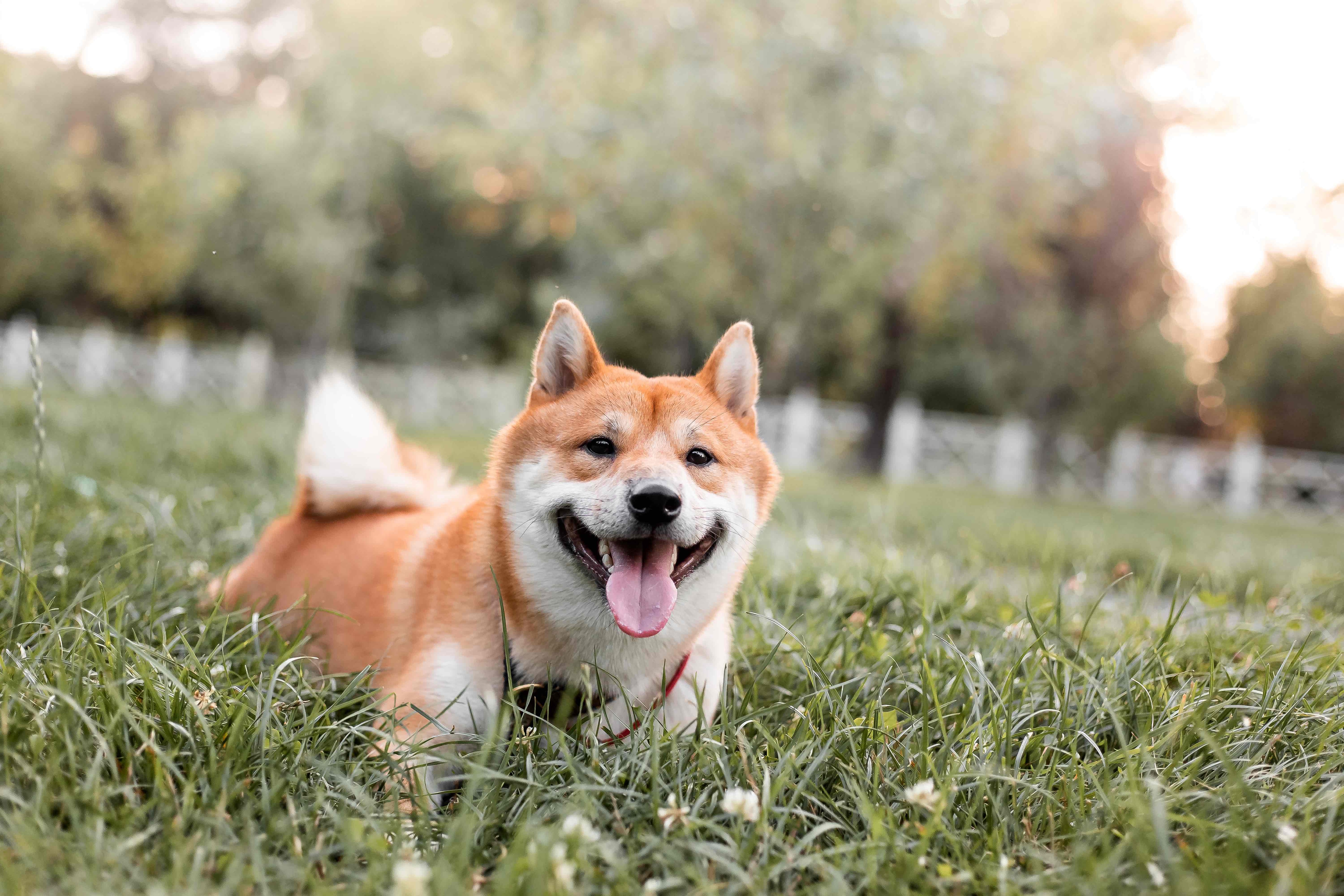 red shiba inu lounging in grass