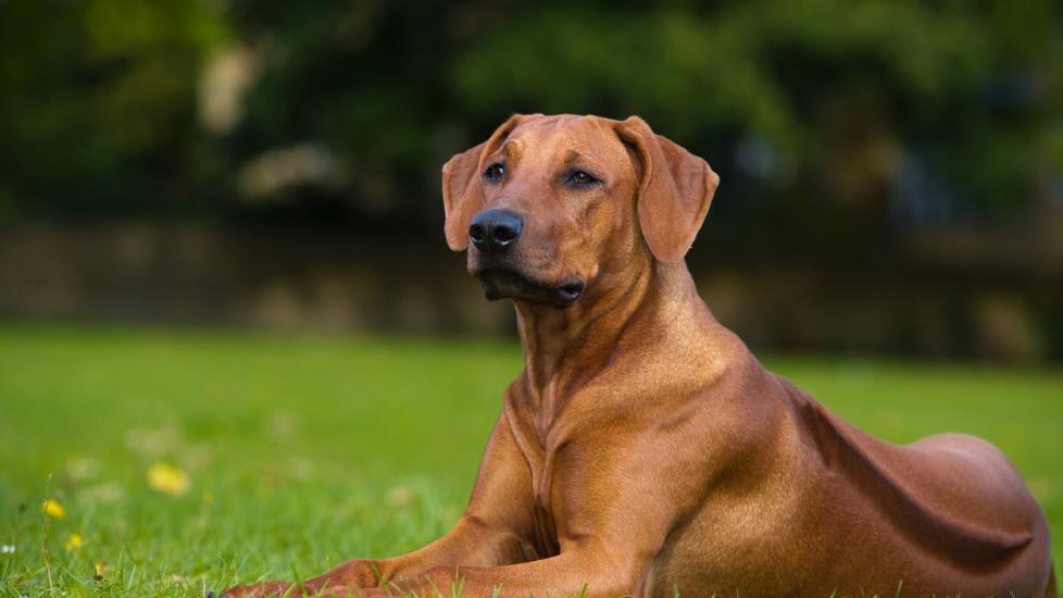 Rhodesian Ridgeback dog lying in grass