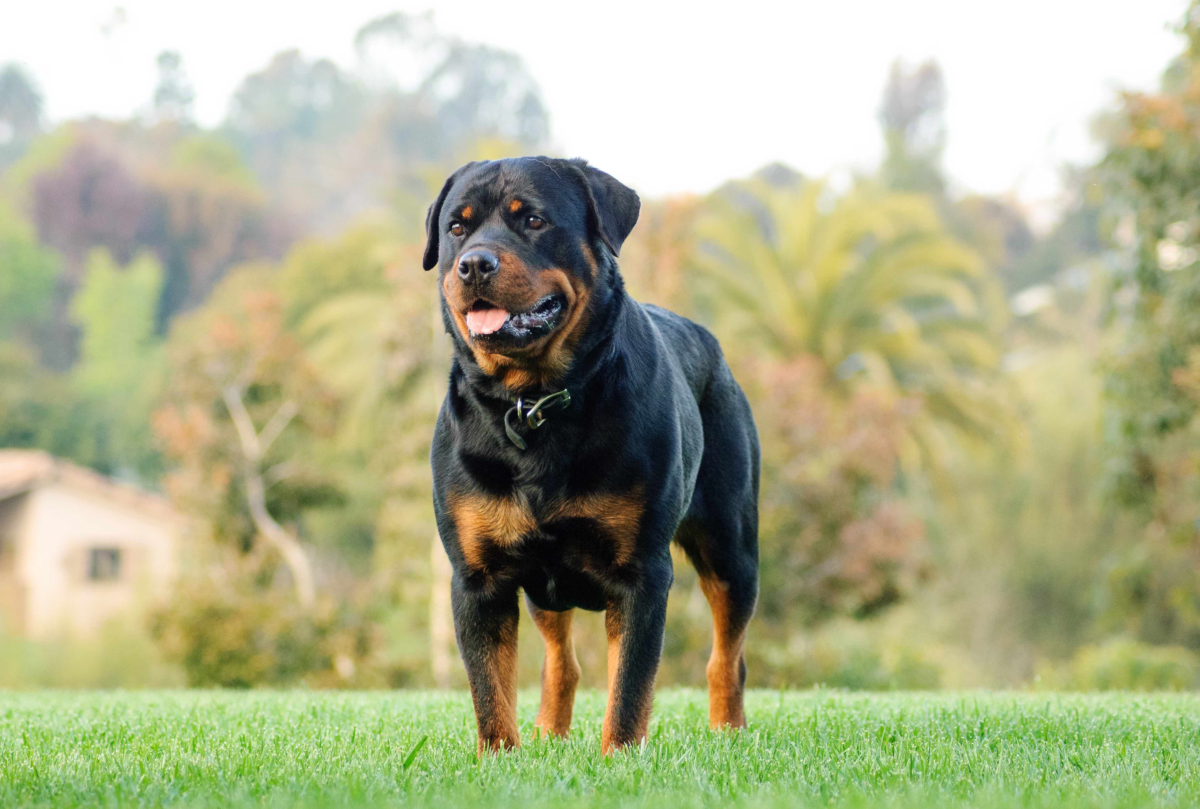 rottweiler standing in grass