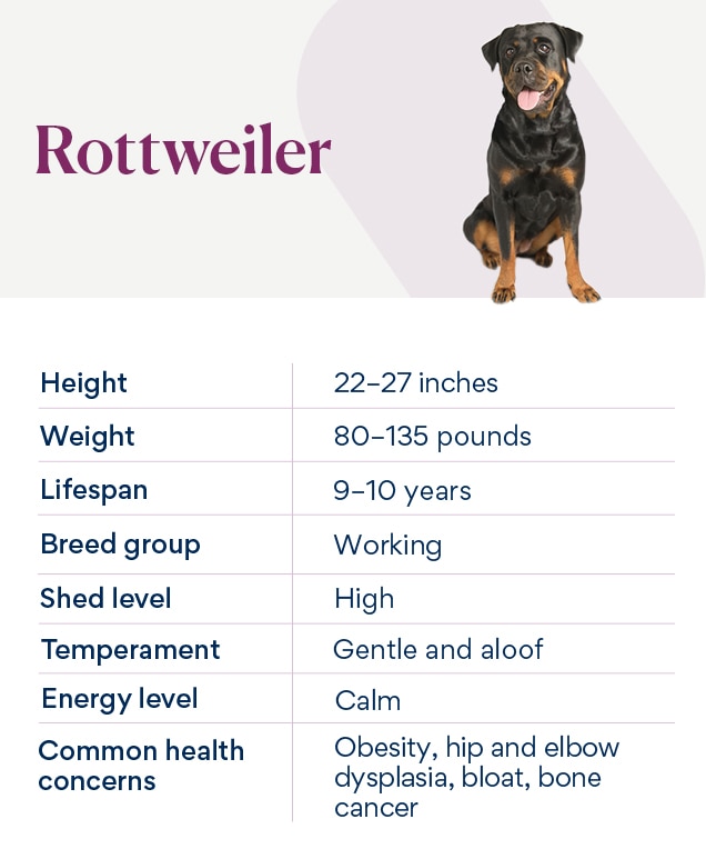 chart depicting rottweiler characteristics