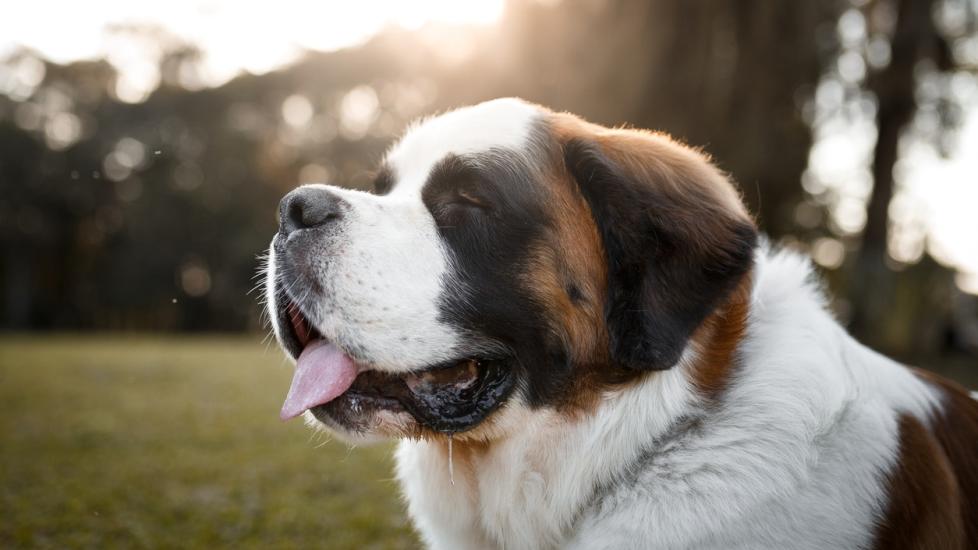 saint bernard enjoying the sun outside