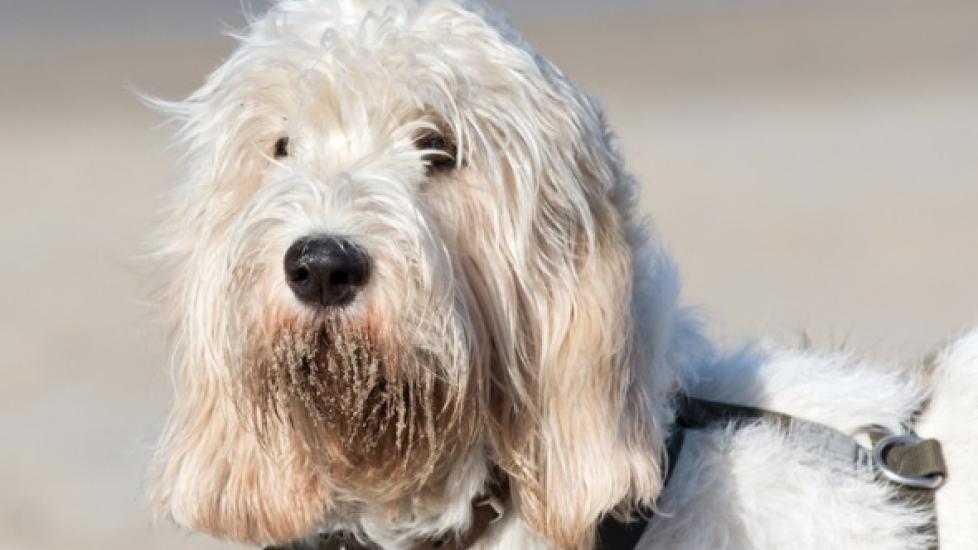 Grand Basset Griffon Vendéen