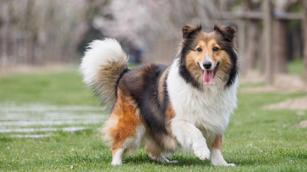 tricolor shetland sheepdog walking in a park