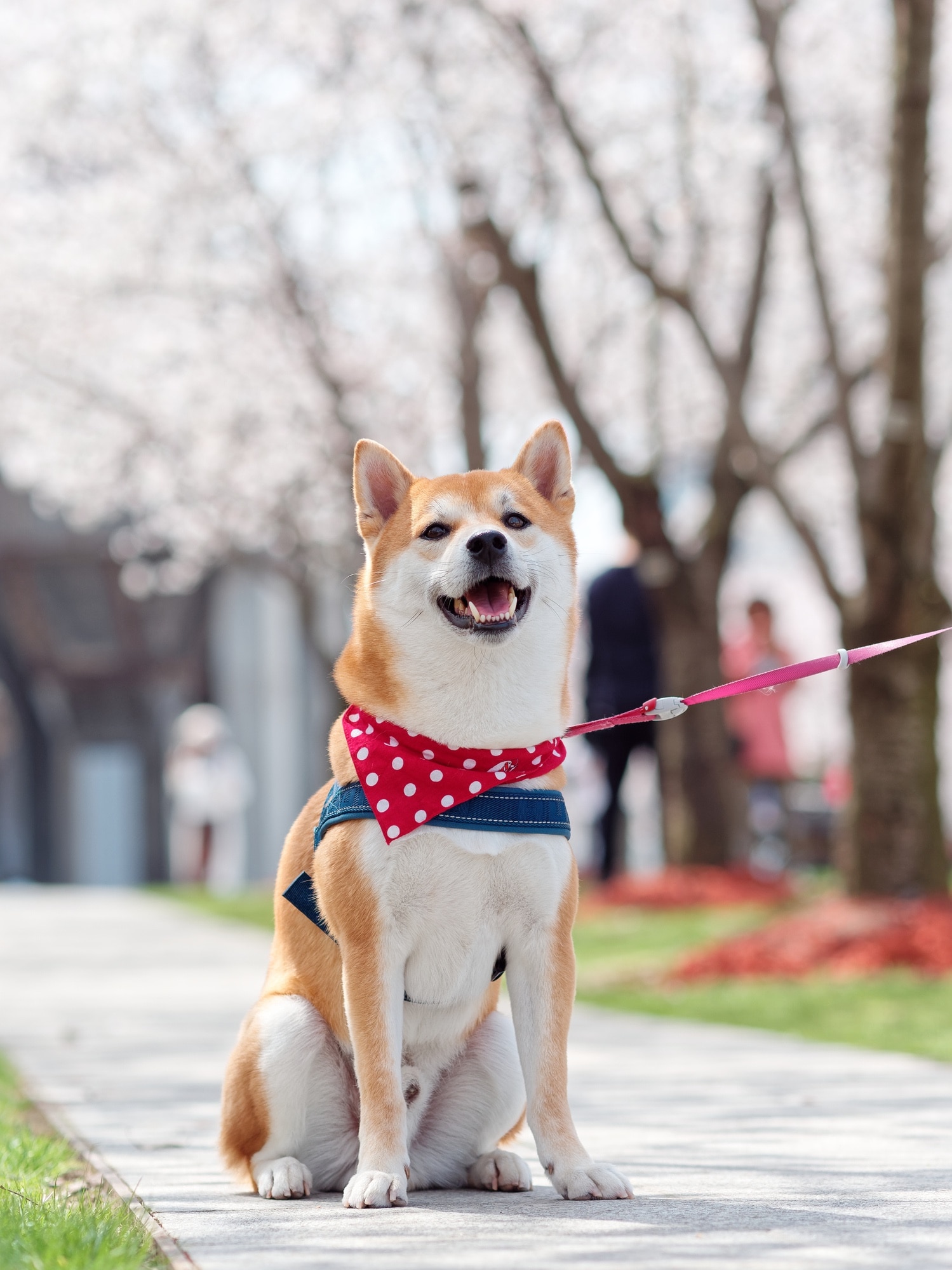 red shiba inu wearing a bandana on a walk