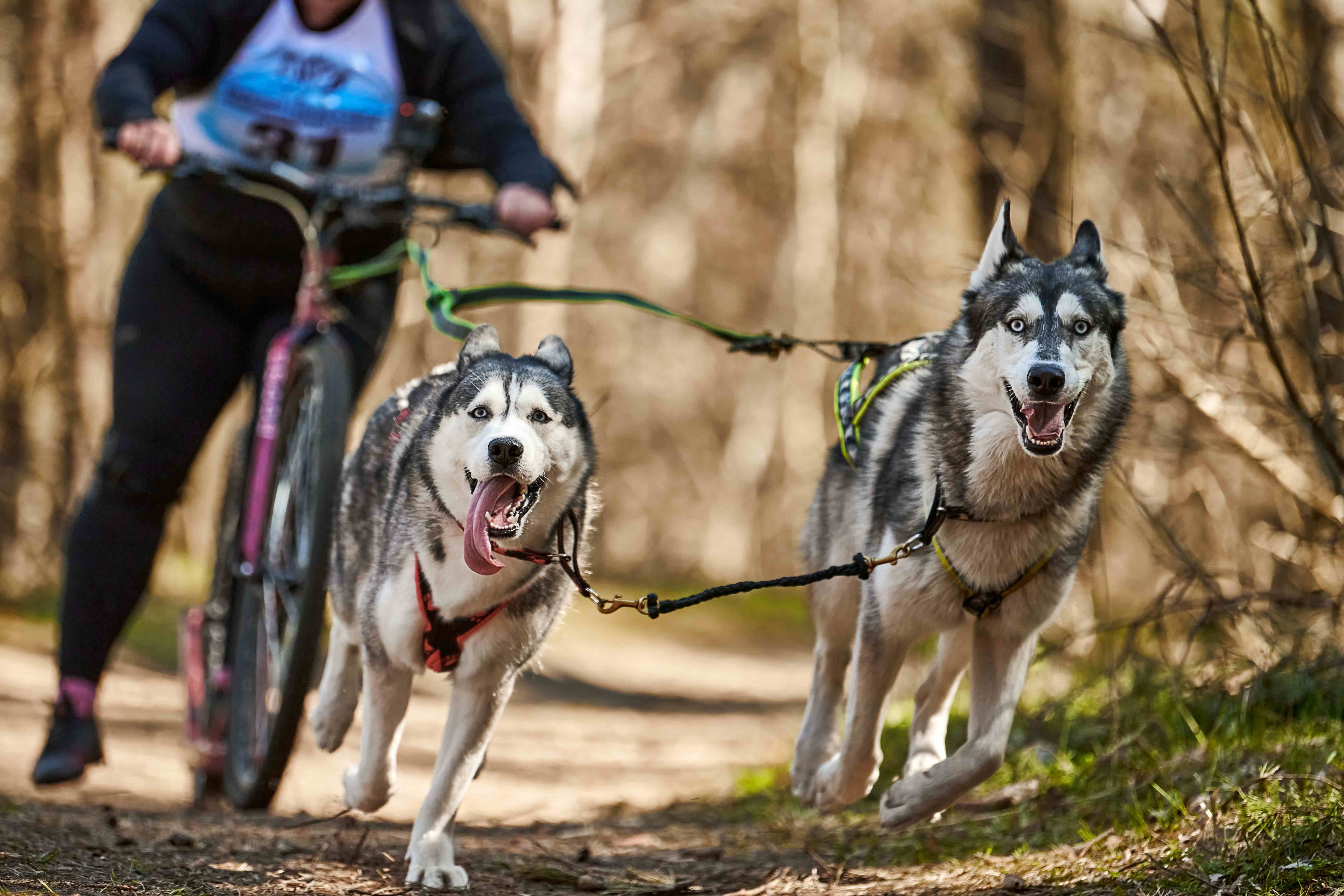 two siberian huskies running with a biker