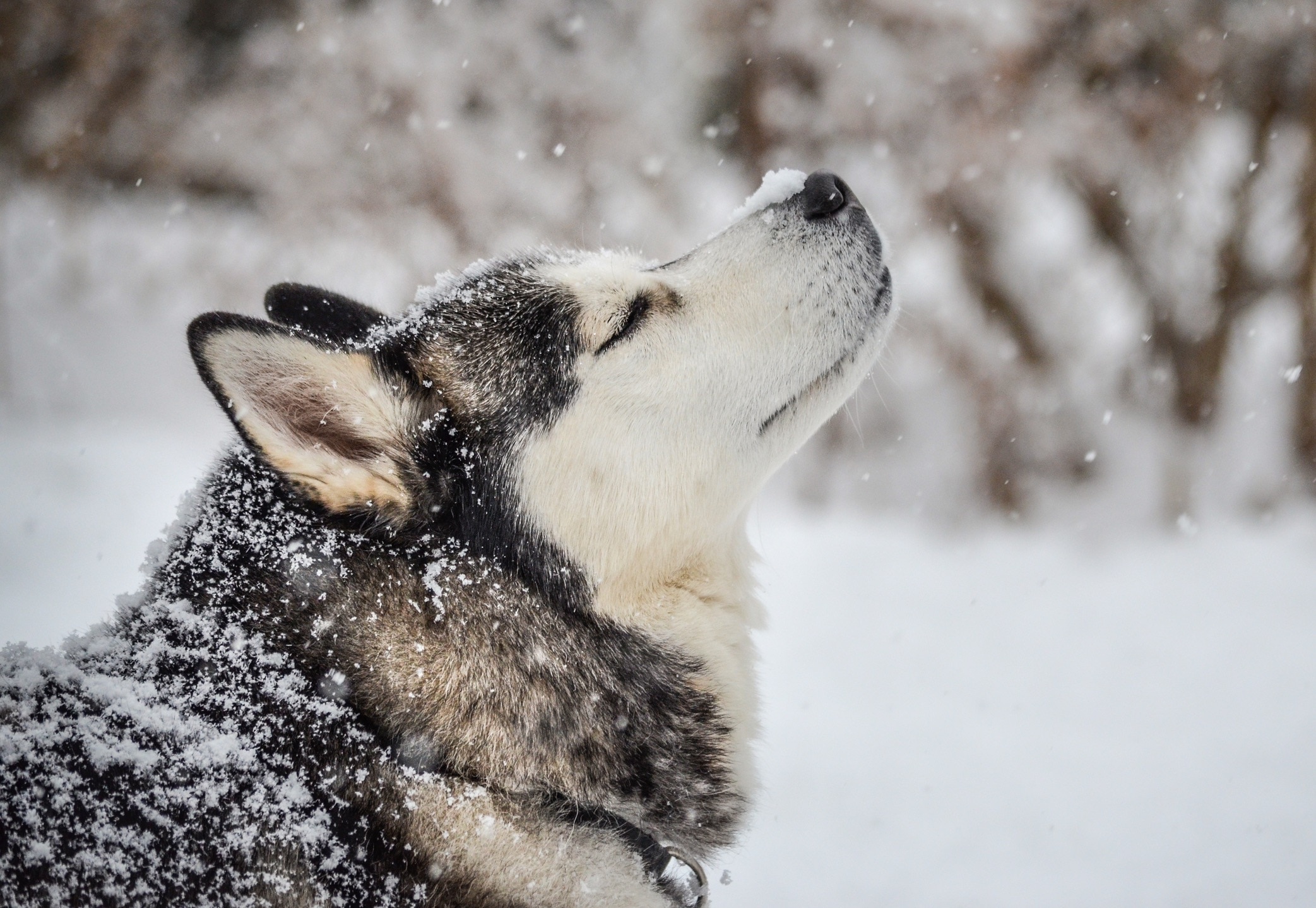 profile shot of a siberian husky with snow on his nose