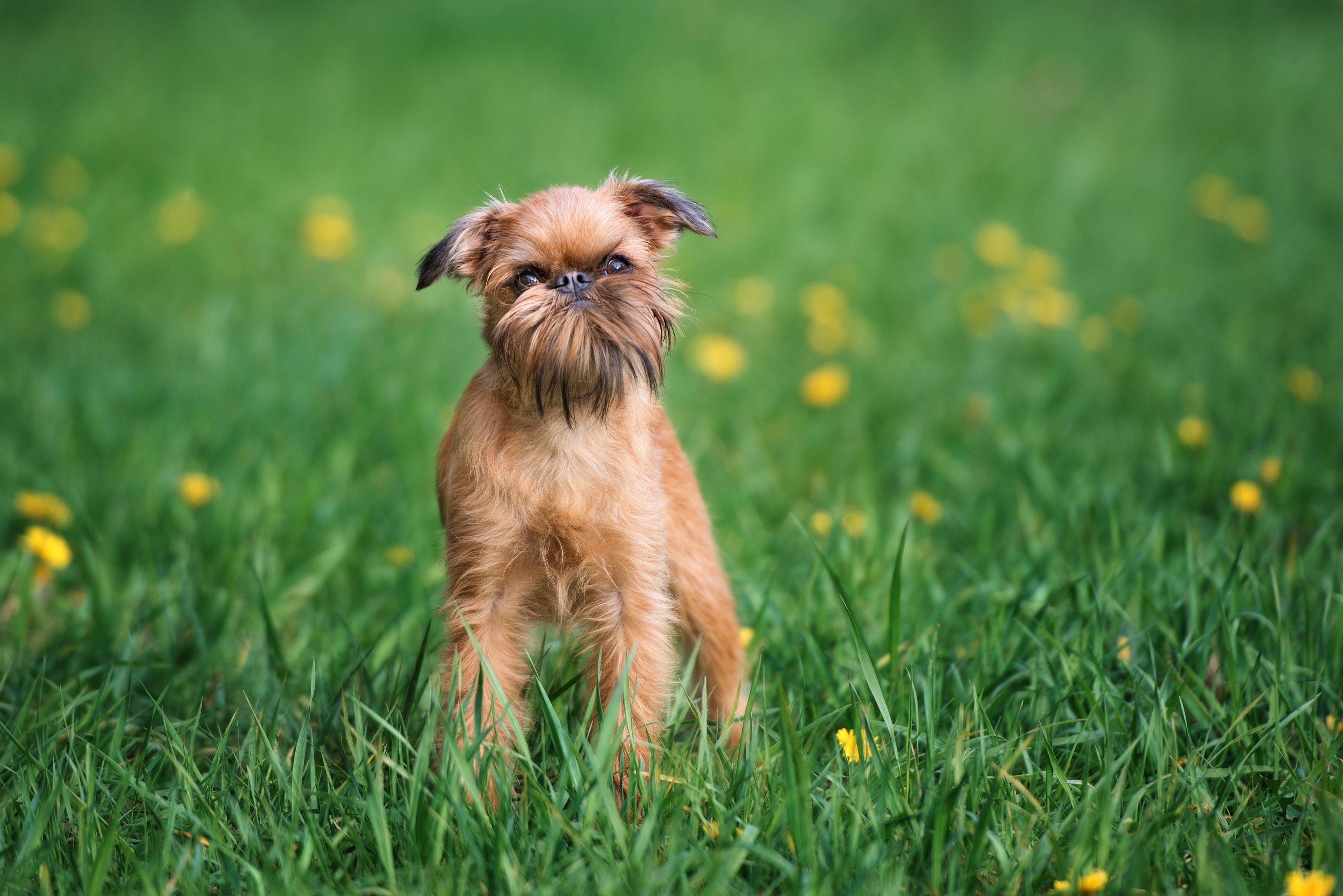 brown brussels griffon dog standing in grass and head tilted