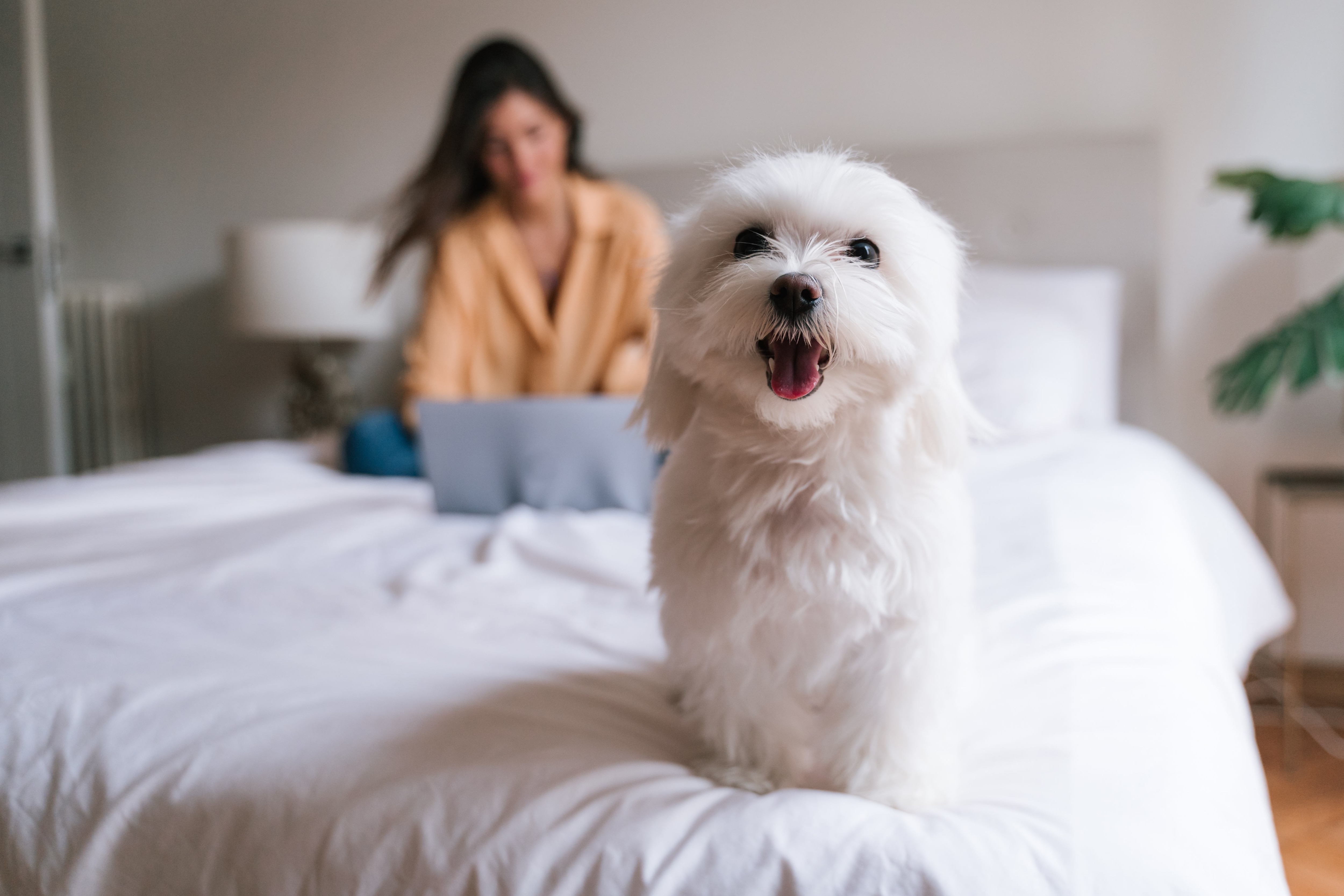 small white maltese dog standing on a bed with a person in the background