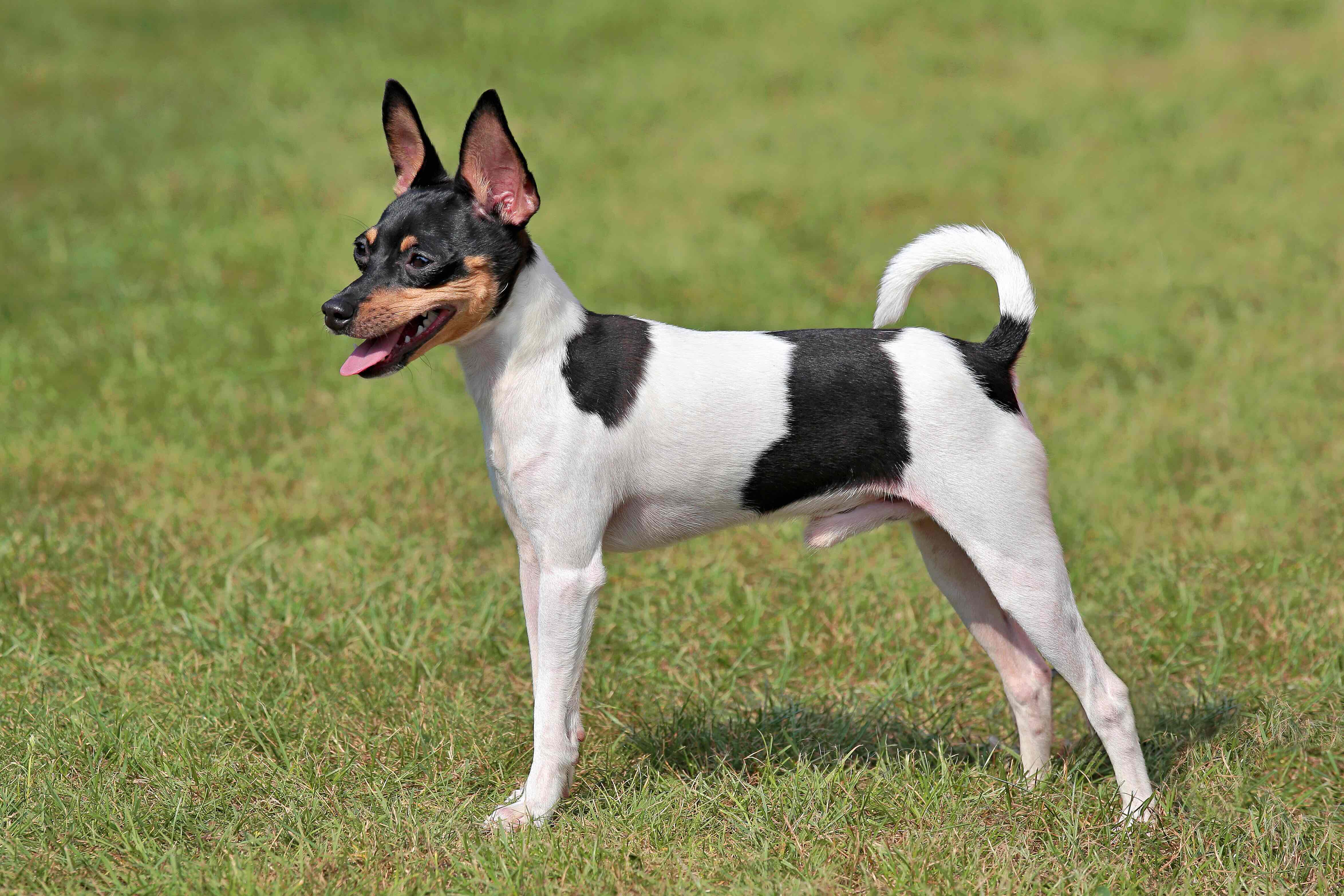 tricolor toy fox terrier standing in grass