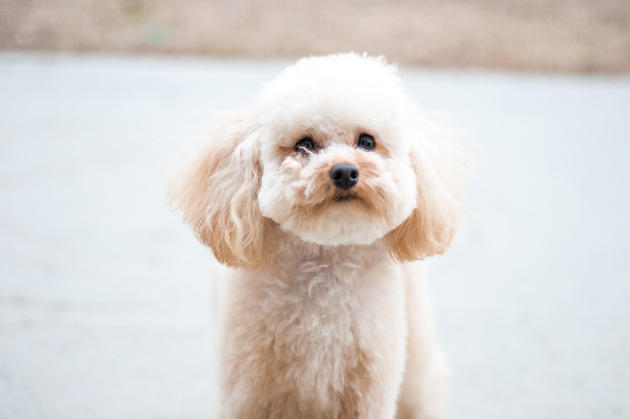 small white toy poodle looking at the camera
