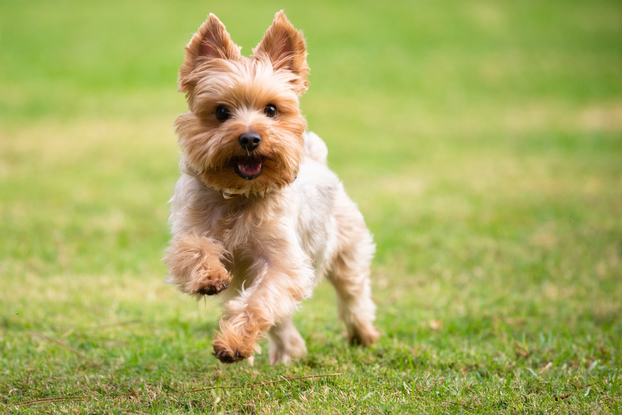 small yorkie dog running through grass